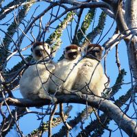 べレンティ保護区で二泊　マダガスカル