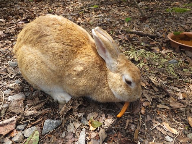 うさぎで有名な大野久島へ行ってきました。うさぎのかわいらしい姿に癒やされました。