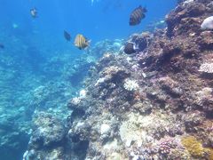 恒例！夫の気まぐれ旅　沖縄編