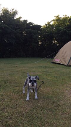 ワンコと一緒！リゾート大島のテント泊で本格的にキャンプ犬！