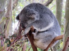 2016-08 オーストラリア、シンガポール旅行記 (1)