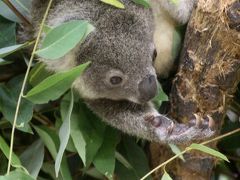 曇天にもめげず清瀬ひまわり詣と埼玉こども動物自然公園（２）SCZoo東園：コアラの赤ちゃんのピノにもっと会いたかった！～エミちゃんは放任主義のママ？＆ランチタイムのフタユビナマケモノ