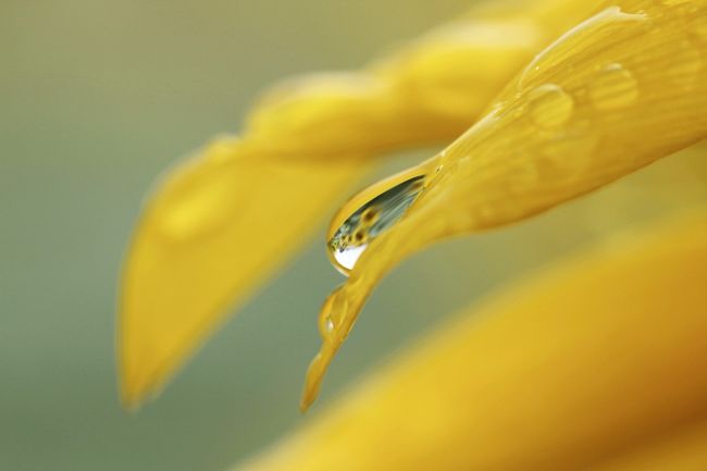 今年2016年も曇天で雨天だった清瀬のひまわり詣。<br />ひまわりは青空の下で撮りたいと思っても、いつもそう上手くいくわけにはいきません。<br />清瀬ひまわり詣も、今回で６回目。<br />サイコーの晴天にサイコーの開花状況だったときと比べると、やはり残念でしたが、曇天のひまわりも、ひまわりの一つの顔です。<br />なら、今回はどんなひまわり撮影をめざしましょうか。<br /><br />今年は去年と違って、小雨はずっと降り続いていたわけではなく、ひとしきり降って途中でやみ、カサを差さなければならなかったのは一時期ですみました。<br />なので、大半は広角ズームレンズで撮影したものの、念のために持参しておいたマクロレンズやシンデレラレンズと交換する余裕はありました。<br /><br />ただ、今年、立て続けにやってきた台風の爪跡は痛々しかったです。<br />それと、時期的にもう花が重くなっていたのか、大半がうつむいたひまわりでした。<br /><br />でも、会場が広いので、被写体にしたくなる咲きそろったひまわりたちは、まだまだたくさんありました。<br />大半のひまわりは、これまでの台風を耐えました。<br /><br />なので、今回は、倒れた痛々しいひまわりにも積極的にカメラを向けてみました。<br />２日後の31日（火）に台風10号が予測通り関東を直撃したら、いまは頑張って立っている他のひまわりたちも、残念ながら、倒れた子たちの後を追うことになるでしょう。<br />だから、立っている子にも倒れた子にも、よく頑張って咲いてくれたと感謝の気持ちを込めて。<br />同時に、ぬかるんだ道を少しでも歩きやすくしてくれたボランティアさんに対する感謝も込めて。<br /><br />ちなみに、ひまわり詣としてサイコーの状態だったときは、同時にサイコーに暑くてきつかったわけで、それを思うと、今回も曇天で気温が低く、小雨が降ったせいか、さほど蒸さず、体にはラクな気候の中での撮影散策となったのは、ありがたかったです。<br /><br />＜恒例の８月後半の清瀬ひまわり詣と埼玉こども動物自然公園をハシゴした１日の旅行記のシリーズ構成＞<br />■（１）嵐を耐えた清瀬の雨垂れひまわりたち<br />□（２）SCZoo東園：コアラの赤ちゃんのピノにもっと会いたかった！〜エミちゃんは放任主義のママ？＆ランチタイムのフタユビナマケモノ<br />□（３）SCZoo北園：シカの赤ちゃんなんとか目撃！〜短時間でもフォトジェニックだったヤブイヌのユウタくん・フェネックのフミエちゃん・レッサーパンダのハナビちゃん＆夜行性のフクロモモンガ<br /><br />清瀬ひまわりフォスティバル〜Sunflower diary〜の公式サイト<br />http://www.city.kiyose.lg.jp/s004/040/010/060/020/20160629095849.html<br />８月27日からの「ひまわり日記」<br />http://www.city.kiyose.lg.jp/s004/040/010/060/020/20160826191540.html<br /><br />＜タイムメモ＞<br />07:50頃　家を出る<br />08:24　志木駅到着（南口バス停へ）<br />08:40　西武バス・グリーンタウン清戸経由・清瀬駅北口行（清61系統）に乗車<br />09:02　「下宿（したじゅく）入口」で下車<br />09:10-10:50　ひまわり撮影散策<br />10:50-11:05　休憩<br />11:05-11:30　ひまわりを撮影しながらバス停方面に戻る<br />11:35　下宿入口発のバスで志木駅に向かう<br />（ただし、渋滞で約10分遅れ）<br />12:10頃　志木駅到着<br />12:10-12:40　志木駅エキナカ nana’s green tea でランチ<br />12:45　志木駅発・森林公園行の急行に乗車<br />13:16　高坂駅に到着<br />13:24発の鳩山ニュータウン行きバスに乗車<br />13:30　埼玉こども動物自然公園に入園<br />13:40-14:30　コアラ館（コアラたちはすでにお休み）<br />14:35-14:45　カピバラ・ワラビー<br />14:50-15:20　シカとカモシカの谷<br />15:25-16:05　コアラ（主にエミ＆クイン）<br />16:20-16:25　ヤブイヌ（ユウタ＆アズキ）<br />16:25-16:30　フェネック（フミエ）<br />16:30-16:40　レッサーパンダ（ハナビ）<br />16:40-16:50　小動物コーナー＆夜行性動物<br />16:50-16:55　レッサーパンダ（ハナビ）<br />17:00頃　動物園を出る<br />18:00頃　帰宅<br /><br />＜これまでの清瀬ひまわり詣の旅行記＞<br />2015年８月30日<br />「降りしきる小雨の中の清瀬ひまわりと埼玉こども動物自然公園（１）うつむき始めたひまわりには、曇天と雨のしずくが似合うかも」<br />http://4travel.jp/travelogue/11048743<br />2014年８月30日<br />「８月終わりの清瀬ひまわり詣と夜のサインシャイン水族館（１）涼やかに夏を送るレモン色のひまわりたち」<br />http://4travel.jp/travelogue/10925119<br />2013年８月31日<br />「清瀬のひまわりフェスティパル───猛暑であぢぃ〜かったけど、ひまわり元気っ！！」<br />http://4travel.jp/travelogue/10808660<br />2010年８月21日<br />「清瀬ひまわりフェスティバル───ふわふわの卵焼きのようなひまわり畑を青空のもとで召し上がれ」<br />http://4travel.jp/travelogue/10492258/<br />2009年８月29日<br />「念願叶った国内での一面のひまわりの撮影（2）清瀬ひまわりフェスティバル」<br />http://4travel.jp/travelogue/10370795/<br />