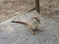 冬のケアンズ盛りだくさん　四日目：動物とふれあう一日