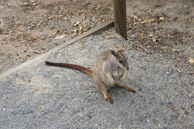 四日目はひたすら動物とふれあう一日としました。<br />午前中はケアンズZOOMへ。昼からはドキドキ野生動物観察ツアーへ。<br />やはりこの日も寒さが敵となりましたが子供たちも満足してくれたようです。<br /><br /> 8/13 17:00 関空発 ジェットスター<br /> 25:15 ケアンズ着 ケアンズ泊<br /> 8/14 ケアンズ市内観光 ケアンズ泊 <br /> 8/15 パロネラパーク、カーテンフィグツリーなどドライブ<br />→8/16 動物園 野生生物観察ツアー ケアンズ泊<br /> 8/17 (変更前)×××アサートン高原他 ケアンズ泊×××<br /> (変更後)キュランダ観光 ケアンズ泊<br /> 8/18 (変更前)×××キュランダ観光 ケアンズ泊<br /> (変更後)フィッツロイ島観光 ケアンズ泊<br /> 8/19 11:10 ケアンズ発 ジェットスター<br /> 17:40 関空着