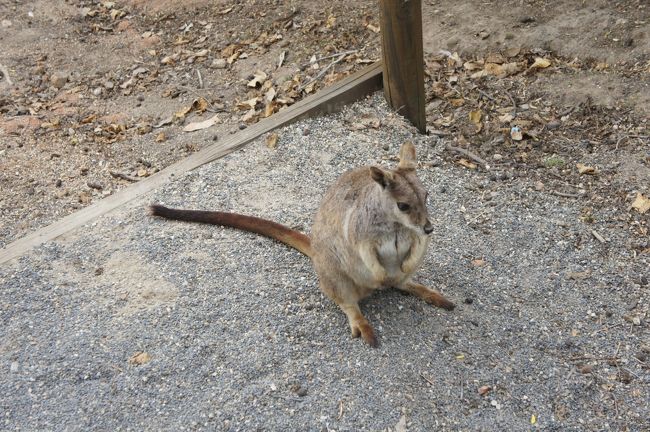 四日目はひたすら動物とふれあう一日としました。<br />午前中はケアンズZOOMへ。昼からはドキドキ野生動物観察ツアーへ。<br />やはりこの日も寒さが敵となりましたが子供たちも満足してくれたようです。<br /><br />  8/13　17:00　関空発 ジェットスター<br />　　　25:15　ケアンズ着　ケアンズ泊<br />　8/14　ケアンズ市内観光　ケアンズ泊　<br />　8/15　パロネラパーク、カーテンフィグツリーなどドライブ<br />→8/16　動物園　野生生物観察ツアー　ケアンズ泊<br />  8/17　（変更前）×××アサートン高原他　ケアンズ泊×××<br />　　　　（変更後）キュランダ観光　ケアンズ泊<br />  8/18　（変更前）×××キュランダ観光　ケアンズ泊<br />　　　　（変更後）フィッツロイ島観光　ケアンズ泊<br />  8/19　11:10　ケアンズ発　ジェットスター<br />　　　17:40　関空着