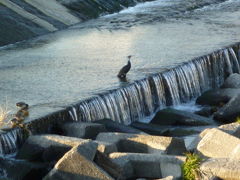 小宮公園・どん亭・大国魂神社・笹陣 2009/12/20-2010/01/04