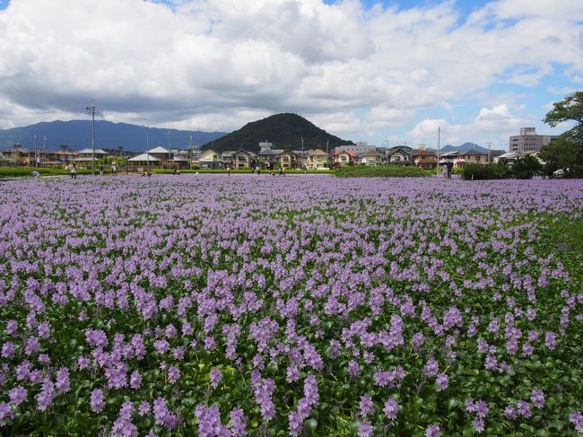 少し前の新聞だったでしょうか、本薬師寺跡周辺のホテイアオイのことが載っていました。<br /><br />そこでインターネットで調べてみると、一週間前の23日では、部分的に満開とのこと。<br /><br />台風の後の白い雲と青い空のこの日、ホテイアオイもいいのではということで、橿原に出発です。<br /><br />本薬師寺跡の周辺の水田には、1万4千株のホテイアオイが満開で迎えてくれます。<br /><br />思ってもみなかった、その迫力は感動ものです。<br /><br />【写真は、満開のホテイアオイと畝傍山です。】