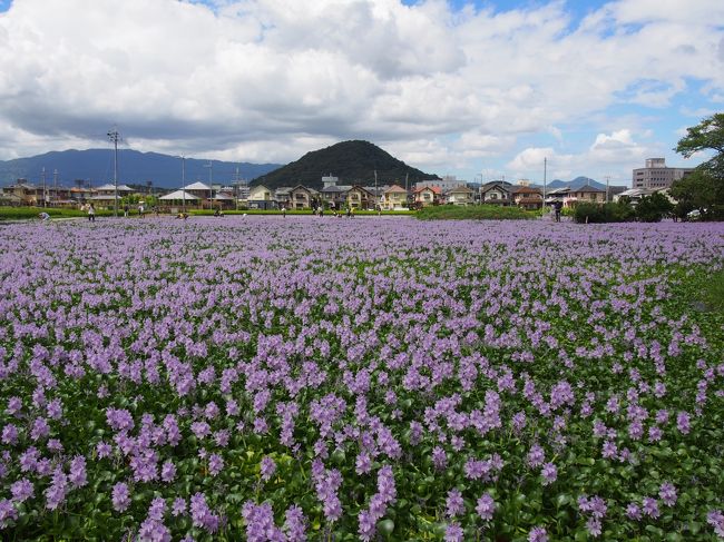 少し前の新聞だったでしょうか、本薬師寺跡周辺のホテイアオイのことが載っていました。<br /><br />そこでインターネットで調べてみると、一週間前の２３日では、部分的に満開とのこと。<br /><br />台風の後の白い雲と青い空のこの日、ホテイアオイもいいのではということで、橿原に出発です。<br /><br />本薬師寺跡の周辺の水田には、１万４千株のホテイアオイが満開で迎えてくれます。<br /><br />思ってもみなかった、その迫力は感動ものです。<br /><br />【写真は、満開のホテイアオイと畝傍山です。】