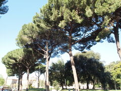 南イタリア縦断記１　ローマの松