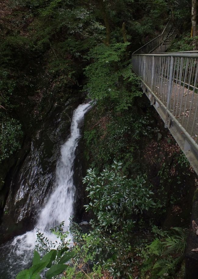 [三滝渓谷から三滝城跡を大回遊]<br />四国西予ジオパーク区域内、三滝川支流の中野川に愛媛県随一の滝と淵(滝壺を含む)の多さを誇る三滝渓谷がある。この渓谷の特徴は階段と橋を駆使して探勝の便を図った遊歩道と、各滝や淵の伝説。<br /><br />その滝や淵の何割かには、渓谷背後の三滝山に築城されていた三滝城の城主家来に関する伝説があり、看板も建てられており、興味深い。<br /><br />また、渓谷には愛媛県最古、4億2,000万年前のゴトランド紀石灰岩の地層も走っていることから、渓谷の駐車場下方には城川地質館もあり、旧城川町の地質を学ぶこともできる。<br />駐車場横には室内が斜めに傾いた「びっくりハウス」もあり、そこではマイケル・ジャクソンの斜め立ちポーズ「スタンド・マッシュ」が誰でもできるようになっている。両施設共有料。後者は100円。<br /><br />三滝城は三方が断崖絶壁となった要害。城は「土佐日記」で有名な紀貫之の末裔、紀実次が築城した。紀親安の時代、四国の雄・長曾我部元親の妹婿である元親の家臣・波川玄番の娘を娶る。しかし玄番の謀反に加担したということで、天正11年(1583)1月13日、三滝城は長曾我部軍によって落城させられ、親安は二の丸で自害した。<br />余談だが、私は’03年、玄番の妻で元親の妹を主人公の一人とした舞台(高知県内三ヶ所で公演)に出演したことがある。<br /><br />三滝渓谷に行く前、城川町古市の恵美須神社境内に開口している中津川洞穴遺跡に寄った。開口部の高さ2.1m、奥行5mの横穴で、縄文土器片や大量の石鏃(やじり)、縄文早期(約8,000年前)の女性の骨等が出土している。<br /><br />三滝渓谷遊歩道は当初、びっくりハウス横の駐車場から辿る予定だったが、手前の県道2号が工事のため通行止めで市道を迂回したため、間違って城川ロッジへ行ってしまった。が、ロッジは休業中で、他の行楽客もその駐車場に駐車していたため、渓谷遊歩道の起点であるロッジから歩いた。<br /><br />屋根付き橋を渡った先の地質館前から前述の駐車場へと上がり、そのまま遊歩道を歩く。落差のある大瀑布はないものの、次から次へと滝、滝壺、淵が現れ、身体は涼しいものの、心は興奮?<br />しかしここまで多くの橋や階段を設置した渓谷は、我が高知県にはない。費用も莫大になる。流石四国一の発展県・愛媛、というところか。<br /><br />二見滝橋に上がり、二つの滝が同時に見られる場所から引き返す観光客が多いが、橋から上にまだ遊歩道は続いており、二見滝の左側の滝の上部へと進む。上流にはポットホールを擁する滝も懸かっている。<br /><br />車道へ出ると右折し、二見滝橋から上ってくる車道に合流。そこを左折し、三滝山の古道を探ってみたが、既に廃道化していたため、ウォーキング・コースにもなっている車道を上がり、三滝城二の丸跡へと行った。<br />そこには宝暦13年(1763)、庄屋の矢野氏が親安の命日に廟である林庭院を建立した。それから何度も再建されており、現在のものは平成2年のもの。<br /><br />道路を挟んだ下方には親安が根元で自害した「三滝城の大銀杏」の大木が立っている。目通り7.4m、樹高は40mにも達する。<br />傍らには親安の辞世の歌碑が添えられている。<br />「蔭山の花は咲けども　散り朽ちて　草の都の花さかり見む」<br /><br />林庭院奥から長大な石段を上がり、三滝神社前から尾根沿いの林道を南下する。<br />文久3年建立の法経一字一石塔を過ぎると、親安たちが駆け抜けた古道が分岐していたので、林道よりは勾配がきついが、そちらを上って三滝城跡へと到った。<br /><br />城跡からは神社前まで引き返し、車道を北東の鞍部まで下った後、そこから東へ峠道を下った。この道は下るに連れてヤブ化が進行している。<br />林道に出ると一旦左折した後、すぐ右折して峠道の続きを下る。<br /><br />砂防ダムから桂川沿いの車道に下りると、そこから下の峠道は消滅していたため、その車道から県道へと下り、城川ロッジへと引き返した。