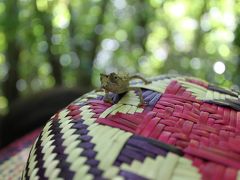 マダガスカル新婚旅行　ロコべ自然保護区へ