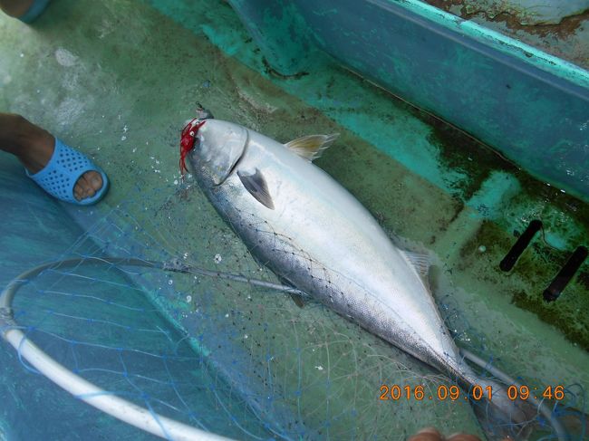 9月です<br />秋魚に突入していきます<br />しゅっぱなはワラサから<br />出船時増殖していきます