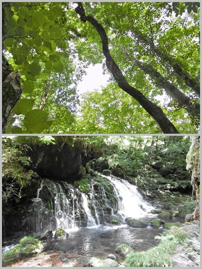 7月３０日、バスは秋田県にかほ市にある鳥海山麓「獅子ヶ鼻湿原」に向かっていた。<br />ブナの森を散策し、鳥海マリモや「あがりこ大王」と言われる巨大ブナの木などを見るためである。<br /><br />ブナの葉陰から降り注ぐ木漏れ日（旅行記表紙上段）は、本当に心地よかった。<br />自然の息吹を感じるひとときだった。<br /><br />そしてこの後行った「元滝（もとたき）伏流水」は、旅行記表紙の下段に選んだが、この滝の水は、すべてが鳥海山の伏流水だという。<br />近くを歩くだけで、涼しい空気が感じられる。<br /><br />昼食は時間の関係で、バスの中で摂ることになったが、特に不満はなかった。<br /><br />帰路はまた山形に出て、湯殿山、月山の傍を通る頃、西川町で「大雨洪水警報発令」のエリアメールを受信した。<br /><br />しかし寒河江インターで休憩した頃には、既に雨は止んでいた。<br />最終日も予定より早く福島駅に到着し、福島駅発１８：４０分の「やまびこ２１８号」にて無事に帰宅した。<br /><br /><br /><br />