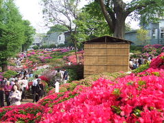 谷根千・根津神社のツツジ祭り 2008/04/27