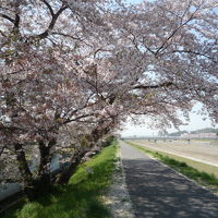 東京さんぽ (日大通りの桜・浅川土手の桜・京王プラザホテル八王子のランチバイキング・高幡不動がらくた市) 2009/04/02-19