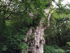 2泊3日の屋久島旅（2日目）