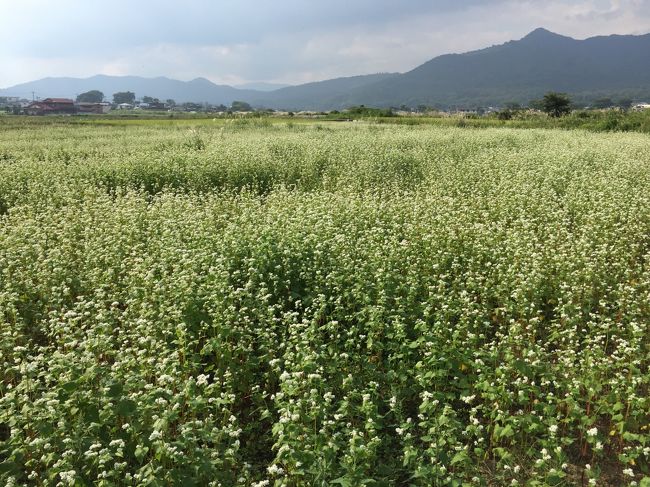 大人の遠足BOOK「四季の花あるき　関東周辺」という本を参考に、忍野八海から山中湖までウォーキングしてきました。<br /><br />忍野八海→ソバの花畑→花の都公園（ダリア）→紅富士の湯→山中湖<br /><br />天気は良かったのですが、富士山には雲がかかって見えませんでした。<br />でもソバやダリアの花は見頃で景色も良く、楽しいウォーキングでした。