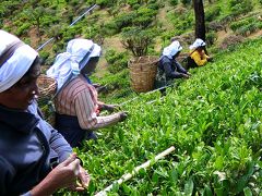 母娘旅・スリランカ５〜茶摘みにハイティー（ヌワラエリヤ）