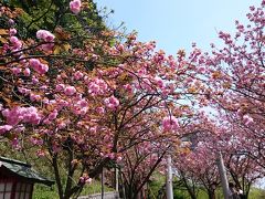 ２０１６年　桜の福岡・神社パワースポットをドライブ（宗像大社・宮地嶽神社・大宰府天満宮）