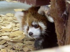 初秋のレッサーパンダ紀行【１】 日本平動物園　嬉しき哉、持ち込み腹！！ 可愛らしいおチビちゃんと来日初年から素晴らしいお母さんぶりのホーマーちゃん！！