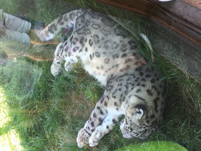 カルガリー動物園は、とても広く大人も1日中、楽しめました。