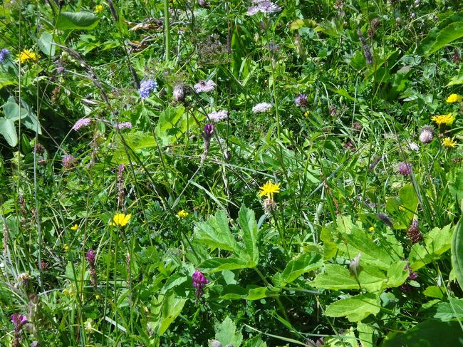 2016盛夏　初めてのスイス旅で私が出会った風景　⑨高山植物と動物たち