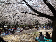 会社のお昼休みを利用して浜町公園の桜を見に行きました 2012/04/10