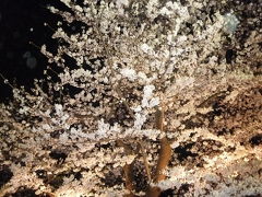 千鳥ヶ淵の夜桜の素晴らしさをお伝えできなくて残念です 2012/04/09