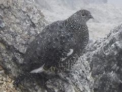 雷鳥さんこんにちは　久しぶりの雨テント泊の甲斐駒にて