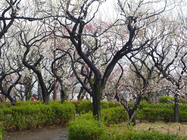 羽根木公園の梅・美登利寿司テイクアウト&愛犬小麦 2012/03/024<br /><br />母のいる豪徳寺の実家へ行きました。<br />その前に、梅が丘の羽根木公園に立ち寄り梅を見ました。<br />梅まつりが終わりましたがまだ綺麗に咲いていました。<br />夕食は「スーパーオオゼキ松原店」の美登利寿司です。<br />ここのテイクアウトのお寿司は、お店食べるのと変わりません。<br />ここで、十分です。<br /><br />