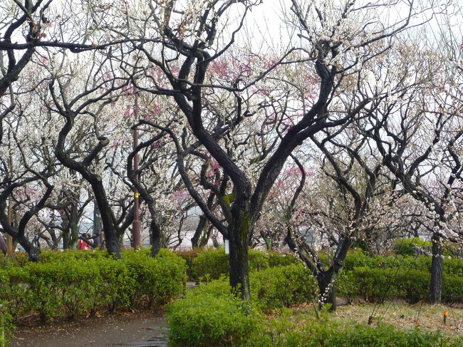 羽根木公園の梅・美登利寿司テイクアウト＆愛犬小麦 2012/03/024<br /><br />母のいる豪徳寺の実家へ行きました。<br />その前に、梅が丘の羽根木公園に立ち寄り梅を見ました。<br />梅まつりが終わりましたがまだ綺麗に咲いていました。<br />夕食は「スーパーオオゼキ松原店」の美登利寿司です。<br />ここのテイクアウトのお寿司は、お店食べるのと変わりません。<br />ここで、十分です。<br /><br />