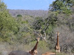南アフリカ　野生動物と花畑の旅　1 サファリ１日目