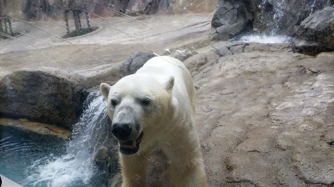 札幌出張にプラスして初めての旭川に旅行行きました。<br />３泊４日の旅になりました。<br /><br />札幌では、仕事だったので、食べることしかなく笑。<br /><br />その後、バスで2時間程度かけ、旭川に行きました！<br />（理由はバスの方が2000円程度なので、電車より安いです。）<br /><br />旭川では、旭山動物園に行きました！<br />旭川は駅からさらにバスで40分程度。<br /><br />混んでいると座れないそうですが、平日だったので、座れました。<br /><br />土日で混雑する時は座れないそうなので、<br />人数がいたら、タクシーで行ってもいいかもしれません。<br /><br />