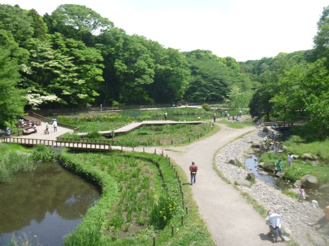 神奈川県大和市にある緑地・泉の森に行った時の記録です。