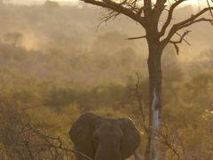 南アフリカ　野生動物と花畑の旅　3 サファリ3日目