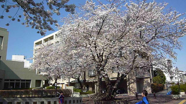 世田谷の桜 2012/04/06<br /><br />北沢川緑道