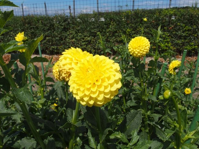 ＮＰＯ法人花の郷日野ダリア園、滋賀農業公園ブルーメの丘にでかけてきました<br /><br />日野ダリア園は、滋賀県蒲生郡日野町鎌掛2198-1、のどかな田園風景が広がるところにあり、10000?の休耕田に150種12000本のダリアが咲きます。<br />この時期のダリアはまだ3-4分咲でした、クレマチスは見頃でいろいろな種類が咲いています<br /><br />日野ダリア園から3.5ｋｍほどのところに滋賀農業公園ブルーメの丘はあります<br />ブルーメの丘には、ポニー、馬、牛(乳牛)、羊、ヤギ、アルパカ、ゾウガメ、うさぎなどが飼育されています<br />ドイツ風の街並みの商店街では、地ビール、ソーセージ、自家製ヨーグルトなどが売られており、メロンパンやソーセージ、シルバーリング等の作りが体験できます<br />”ブルーメとは<br />事業目的<br />「人と自然のふれあいを通じて笑顔を提供する」<br />日野町の農業畜産業に、新たな観光を取り入れた１．５次産業としての道を拓き、地元農家と一体となって農産物の安定的な供給と共に加工、販売を通じて地域貢献を図る。<br />土に親しむ機会に恵まれない都市生活者に、大自然や家畜とのふれあいを通じ、農業の理解や体験学習のほか家族ぐるみのレクレーションなど交流の場を提供する。<br />古い歴史と伝統に根ざしたヨーロッパ地方の文化を取り入れ、独特の街並みや、生活文化、芸能を再現し、ヨーロッパとの文化交流や国際理解の場を提供する。”<br />(ブルーメの丘ホームページより)<br /><br /><br /><br />日野ダリア園＆正法寺2014<br />http://4travel.jp/travelogue/10931279<br /><br />ＮＰＯ法人花の郷日野ダリア園<br /> 開園期間　ダリア園　8月上旬から11月初旬<br /> 　　　　　牡丹・芍薬苑　4月下旬から5月下旬<br /> 開園時間　9時〜16時<br /> 休演日　火曜日(開花期の開園時は無休)<br /> 駐車場　無料約50台、観光バス可<br /> 入場料　中学生以上500円　小学生200円　ＪＡＦカード割引有<br /> 　　　　年間パスポート有り1,500円<br /><br />滋賀農業公園ブルーメの丘　　Ｐ無料<br />2016.9/10-10/16ひまわりとコスモスの共演<br />2016.10/8-10/16銀河英雄伝説　オクトーバーフェスト2016<br />2016.10/10-11/6ローズフェスタ<br />個人料金のご案内<br />平成28年3月1日〜平成28年11月30日<br />大人中学生以上1000円<br />小人4歳から小学生600円<br />身体障がい者手帳・療育手帳・<br />精神障害者保健福祉手帳をお持ちの方 <br />大人：４００円　子ども：２００円<br />(身体障がい者手帳等、条件に該当することを<br />証明できるものを受付でご提示下さい。)<br />平成28年12月1日〜平成29年2月28日<br />大人500円<br />小人300円<br /><br />平成28年3月1日〜平成28年11月30日<br />午前9時30分〜午後6時 <br />3月と9月〜10月の平日及び11月は午後5時まで<br /><br />平成28年12月1日〜平成29年2月28日<br />午前10時〜午後5時 <br />12月1日（木）〜2月28日（火）は水曜日・木曜日を定休日とさせていただきます。<br />又降雪等により臨時休園となる場合があります。ご了承くださいませ。<br /> <br />レストランエーデルワイス<br />ランチバイキング60分1500円、ドリンクバー200円<br /><br />バーベキューハウスアルペンローゼ<br /><br />まきばの館「ＫＵＳＨＩ　ＢＡＲ（串バル）」<br />土日祝限定　11：00〜16：00　（オーダーストップは15：30）<br />ＫＵＳＨＩ・ＢＢＱセット<br />（ＫＵＳＨＩセット：「牛肉・豚肉・自家製ソーセージ・海老・イカ・とうもろこし・玉ねぎ」、炭コンロ、炭2Ｋ、備品）2,000円<br />