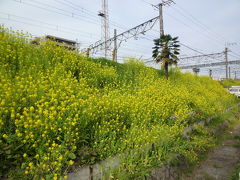 羽根木公園・高尾・八王子花巡り 2011/03/03-04/17