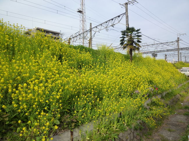 羽根木公園・高尾・八王子花巡り 2011/03/03-04/17<br /><br />[写真] 八高線線路わきの菜の花<br /><br />・羽根木公園の梅 2011/03/03<br />・高尾周辺を散策 2011/03/17<br />・どん亭「しゃぶしゃぶ・すき焼き」八王子 2011/03/18<br />・志のざき「うなぎ」：八王子 2011/04/03<br />・八王子の花 2011/04/17