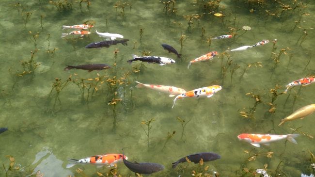 ２０１６・０９　夫婦の夏休み♪  モネの池！関のうなぎ！！新平湯温泉！！！