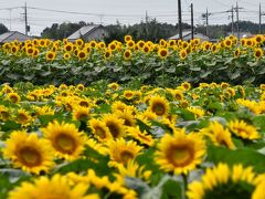 野木町のひまわりフェスティバルと煉瓦窯（栃木）