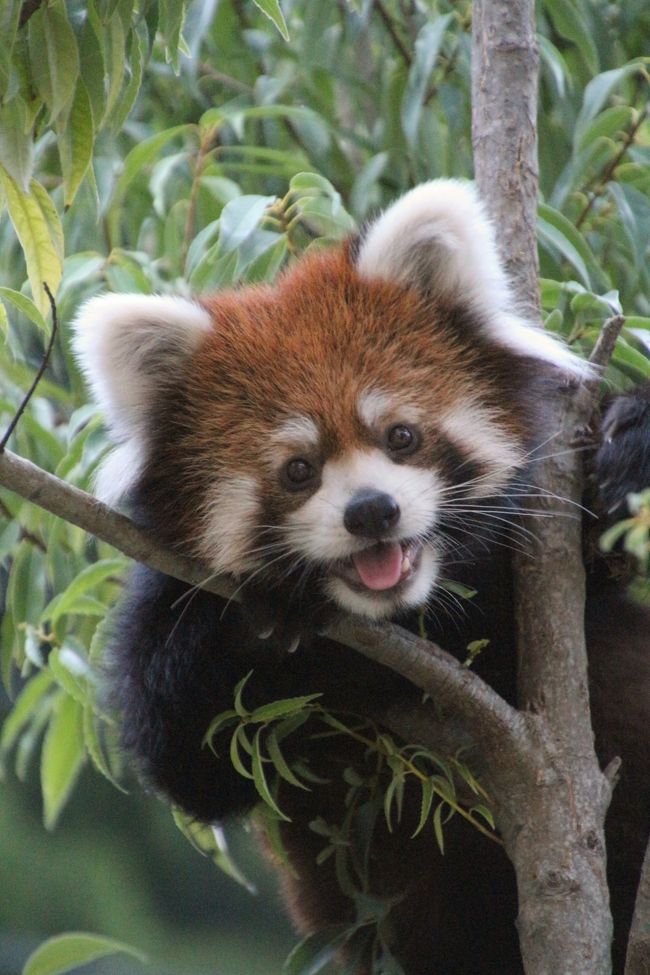 当初の行くつもりだった富士サファリパーク行きを延期して、代わりに本日、日本平動物園に行くことを決めたは、ホーマーちゃんの赤ちゃんが生後約２ヶ月にして早くも先月から公開開始していたからでした。<br />でも、公式サイトをチェックしてみたら、期せずして、夜の動物園が開催される日でもありました！<br /><br />レッサーパンダは寒冷地に生息するので、夏は苦手です。<br />当然、屋外展示は中止で、レッサーパンダたちは、屋内の展示場とガラス張りの部屋にいました。<br />レッサーパンダの母子は飼育棟のガラス張りの屋内展示です。<br />屋内のガラス張りの部屋は、中にいるレッサーたちの姿は見られても、写真を撮るのは至難の業です。<br />だけど、11時20分からの定例のおやつタイムのときに、展示当番の交代がありました。<br />おかげで、屋内のまだ写真が撮りやすい広い展示場の方で、午前中はまつばちゃん、午後はシーちゃんママとヤマトくんのペアで、３頭ともばっちり会えました！<br />レッサーパンダがとりわけ可愛い姿を見せてくれるおやつタイムも、展示レッサーパンダの全員分、見られました。<br /><br />これでレッサーパンダの本日のミッションは完了！<br />であれば、敢えて夜の動物園までいなくても良いのでは、とチラッと思わなくもなかったけれど、いやいや夜は夜で、楽しみがありました！<br /><br />昼間に出てこなかったタクくんは、どうも軽く調子をくずしたらしく、展示中止でした。<br />調子がよかったら、夜の動物園で２頭展示を予定していたようなので、タクくんがよくなれば、今後の夜の動物園では、夕方から出てくることもあるかもしれません。<br />そのタクくん情報は地元のレッサーパンダ・ファンさんが飼育員さんから聞いたようですが、ほんとにたいしたことがなく、早く元気になってくれることを願います。<br /><br />タクくんが出てこない代わりに、夜の動物園が始まって間もない夕方、屋内の広い展示場に再び登場したまつばちゃんが、屋外の２面とも出入り自由になりました。<br />なので、夜の動物園では、昼間よりも見学者が多く、薄暗いからレッサーパンダの写真は撮れないと思っていたのに反して、お外まつばちゃんの写真もばっちり撮れました@<br />まつばちゃんは、両面ともフルに走り回り、はじめのうちは何かに追い立てられているかのように、ものすごいスピードで走り通しでしたが、だんだんとペースダウンし、写真を撮れるチャンスをたくさんくれました。<br />それも、午前中、屋内にいたときよりもさらに全開の笑顔で、昼間よりも多い見学者の方を興味津々で見ているようでした@<br /><br />屋内にいたときも、まつばちゃんは可愛い姿を披露してくれました。<br />私は知らなかったのですが、まつばちゃんもすでにすべり台ができるようになっていて、すべるところを見せてくれました。<br />弟のヤマトくんの方は、まだすべり台ができないのか、足をすべらしかけながも、スロープを走り下りていました。<br />そのままおなかをつけてすべってしまって、それが怖くもなくともなく、面白いと認識できれば、きっとヤマトくんもすべるところを見せてくれるに違いありません@<br /><br />今年、シーちゃんは産休がなかったので、末っ子のヤマトくんと同居していました。<br />ヤマトくんは今年の年始休みに訪れた全開よりも成長した分、ママと同居してはいても、１人で過ごすことが多くなっていましたが、それでも寝ているママのしっぽをちょんと顔をつけたりして、ママに甘えていました@<br /><br />＜当初より行き先変えて朝の開園から夜の動物園まで日本平動物園をたっぷり楽しんだ１日の旅行記のシリーズ構成＞<br />□（１）前泊・アクセス・ちょっぴりグルメからリオ・オリンピック記念の南米動物選挙や夜の動物園の様子まで<br />■（２）レッサーパンダ特集：午前と夜の部で大活躍のまつばちゃん＆リンゴタイムで安定した立ち姿を披露するシーちゃん＆たっちは苦手なやんちゃっ子ヤマトくん＆ホーマーちゃん母子～タクくんは少し体調くずして展示お休み<br />□（３）昼の動物園：ブラッザグェノンの赤ちゃん授乳中～猛獣館299の楽しい猛獣たち＆アジアゾウのトレーニング見学<br />□（４）夕方と夜の動物園：オオアリクイやアジアゾウの水浴び～夜のペンギン館・は虫類館・夜行性動物館からステキな動物ランタンまで<br /><br />日本平動物園の公式サイト<br />http://www.nhdzoo.jp/<br /><br />＜タイムメモ＞<br />05:45　リ・ラックスパ新宿をチェックアウト<br />05:56　新宿駅発JR山手線内回りに乗車（路線検索より１本前）<br />06:40　品川駅発JR新幹線こだま631号に乗車<br />07:54　静岡駅到着<br />08:07　静岡駅発JR東海道本線に乗車<br />08:10　東静岡駅到着<br />08:20　しずてつジャストラインのバス（日本平線）に乗車<br />（実際は10分遅れの08:30発／動物園入口停留所に08:36着）<br />08:45頃　日本平動物園入口前に到着<br />09:00　開園と同時に入園<br />09:05-09:25　飼育棟レッサーパンダ（ホーマー＆赤ちゃん）<br />09:25-09:30　ビジターセンターの南米動物選挙に投票<br />09:30-10:10　屋内レッサーパンダ（まつば・シー・ヤマト）<br />10:10-10:15　飼育棟レッサーパンダ（赤ちゃんすでにお休み）<br />10:15-10:35　屋内レッサーパンダ（まつば・シー・ヤマト）<br />10:45-10:50　シマハイエナ・ホッキョクグマ（ロッシー）<br />10:55-11:55　飼育棟＆屋内レッサーパンダ<br />（11:10頃～リンゴタイム開始／11:20～まつばのリンゴタイム）<br />11:55-12:20　写真チェック＆休憩<br />12:20-12:45　飼育棟レッサーパンダ（ホーマー＆赤ちゃん）<br />12:45-12:55　中型サル舎<br />（マンドリル・ブラッザグェノン＆赤ちゃん他）<br />13:00-13:15　猛獣館299＆キリン<br />（ゴマフアザラシ・ホッキョクグマ）<br />13:15-13:30　ゾウのトレーニング<br />13:30-14:00　猛獣館299<br />（ライオン・アムールトラ・ジャガー・ピューマ）<br />14:00-14:45　写真チェック＆休憩<br />14:50-15:20　レストハウスで遅めのランチ休憩<br />15:25-15:30　オオアリクイ<br />15:30-15:45　ゾウの水浴びと夕食タイム<br />15:45-15:55　オオアリクイ<br />15:55-16:00　ソフトクリーム休憩<br />16:00-16:05　ワラビー・オランウータン<br />16:05-16:30　飼育棟レッサーパンダ（ホーマー＆赤ちゃん）<br />16:30　昼の動物園閉園でいったん外に出る<br />16:40-17:30　エントランスゲート内で夜の動物園開園を待つ<br />17:30　夜の動物園開園<br />17:35-18:20　レッサーパンダ（まつば）<br />（屋外２面と屋内を自由に行き来）<br />18:20-18:35　ドリンク休憩<br />18:35-18:45　フンボルトペンギン<br />18:50　オートチェアは20分待ちで展望広場行きをあきらめる<br />18:50-19:00　は虫類館<br />19:10-19:20　屋内レッサーパンダ（全員すでにお休み）<br />19:20-19:25　サイ（撮影はせず）<br />19:25-19:40　夜行性動物館<br />19:40-19:45　マレーバク<br />19:45-19:55　小型サル舎<br />（エリマキキツネザル・ワオキツネザル他）<br />19:55-20:10　ベンチでうたた寝<br />20:10-20:25　動物を見学しながら正門へ<br />20:25頃　動物園を出て無料シャトル待ち<br />（夜の動物園の閉園は20:30）<br />20:55頃　シャトルバスに乗車<br />21:10頃　東静岡駅到着<br />21:21　東静岡駅発JR東海道本線に乗車（実際は４分遅れ）<br />21:37　静岡駅発JR新幹線ひかり482号に乗車<br />22:33　品川駅到着<br />00:50頃　帰宅<br /><br />※これまでの動物旅行記の目次を作成済。随時更新中。<br />「動物／動物園と水族館の旅行記～レッサーパンダ大好き～　目次」<br />http://4travel.jp/travelogue/10744070<br />