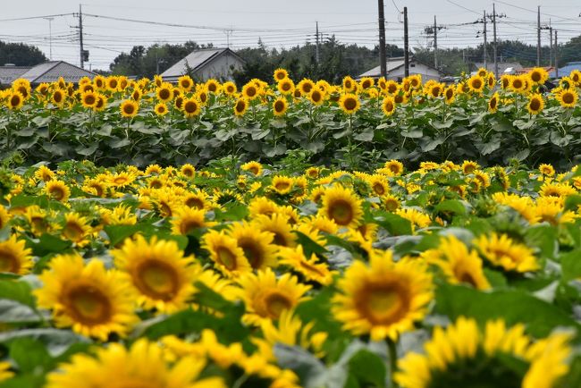 栃木県の最南端に位置し茨城県と接する野木町（のぎまち）は、町の花「ひまわり」を生かした「夏のひまわりフェスティバル」が開催されます。<br /><br />そして、旧下野煉化製造会社煉瓦窯(通称、野木煉瓦窯)はホフマン式の煉瓦窯で、明治23年（1890）から昭和46年（1971）までの間に多くの赤煉瓦を生産し、日本の近代化に貢献しました。<br />通常、窯と言えば登り窯が一般的ですが、野木煉瓦窯は16の窯がドーナツ状につながり、全ての窯を連続して使用すると約22万本赤煉瓦を生産することができます。<br />創業時から120年以上経過した煉瓦窯は現在でもほぼ原型のまま存在しており、国指定重要文化財に指定され、「近代化産業遺産群」の一つに選定されています。<br /><br />2016年7/22（金）〜24（日）に、ひまわりフェスティバルが開催され、同時に野木煉瓦窯が無料で見学できるので、烏山の山あげ祭とあわせて訪れました。<br />