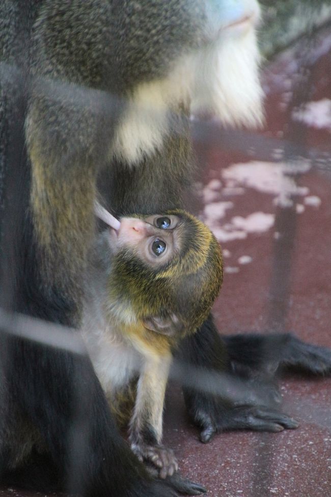 レッサーパンダのまだよちよちな赤ちゃんが見られる今回の日本平動物園では、いや赤ちゃんがいなくても、レッサーパンダに時間をたっぷりかけるのは当然ですが、やはり他の動物も楽しみにしていました。<br />とりわけ猛獣館299の肉食動物たちのラインナップはすばらしいですし、とても動物たちが見やすく、写真も撮りやすい施設なので、わくわくも倍増です！。<br /><br />それに、昼の部の開園時から入園し、11時20分からのレッサーパンダのおやつタイムの終わりまでの間に、第１ミッションのレッサーパンダたちは、可愛い姿がたっぷり見られたし、写真もたくさん撮れたので、午後からはほかの動物たちを見に行く余裕ができました。<br /><br />せっかくなのでアジアゾウのトレーニングも見に行きました。<br />ちょうど真っ昼間の炎天下でちょっときつかったですけど@<br /><br />静岡の夏は暑い、と地元のレッサーパンダ・ファンさんのブログにありましたが、たしかに本日の昼の部は残暑が厳しかったです。<br />でも、真夏の花撮影のときは、埼玉や東京の花の公園で、蒸し暑くて汗だらだらな中で耐えることもよくありました。<br />感じ方の問題もあります。<br />どちらがきついかは、時期の問題、炎天下にいる時間の長さ、日陰や風の有無、そしてなによりも、それだけ我慢した甲斐があったかどうか、などを考えると、単純に比較できません。<br />少なくとも、行った甲斐があった、炎天下のときでも、我慢した甲斐があったという意味では、今回の日本平動物園も、いい思い出と私なりにいい写真をたっぷり持ち帰ることができました@<br /><br />それに、屋内展示施設が多いおかげで、随所で涼しく過ごせたのは助かりました。<br />猛獣館299は涼しかったので、いったん中に入ったらますます、そこにいる動物たちの魅力もあって、離れがたかったです@<br /><br />＜当初より行き先変えて朝の開園から夜の動物園まで日本平動物園をたっぷり楽しんだ１日の旅行記のシリーズ構成＞<br />□（１）前泊・アクセス・ちょっぴりグルメからリオ・オリンピック記念の南米動物選挙や夜の動物園の様子まで<br />□（２）レッサーパンダ特集：午前と夜の部で大活躍のまつばちゃん＆リンゴタイムで安定した立ち姿を披露するシーちゃん＆たっちは苦手なやんちゃっ子ヤマトくん＆ホーマーちゃん母子～タクくんは少し体調くずして展示お休み<br />■（３）昼の動物園：ブラッザグェノンの赤ちゃん授乳中～猛獣館299の楽しい猛獣たち＆アジアゾウのトレーニング見学<br />□（４）夕方と夜の動物園：オオアリクイやアジアゾウの水浴び～夜のペンギン館・は虫類館・夜行性動物館からステキな動物ランタンまで<br /><br />日本平動物園の公式サイト<br />http://www.nhdzoo.jp/<br /><br />＜タイムメモ＞<br />05:45　リ・ラックスパ新宿をチェックアウト<br />05:56　新宿駅発JR山手線内回りに乗車（路線検索より１本前）<br />06:40　品川駅発JR新幹線こだま631号に乗車<br />07:54　静岡駅到着<br />08:07　静岡駅発JR東海道本線に乗車<br />08:10　東静岡駅到着<br />08:20　しずてつジャストラインのバス（日本平線）に乗車<br />（実際は10分遅れの08:30発／動物園入口停留所に08:36着）<br />08:45頃　日本平動物園入口前に到着<br />09:00　開園と同時に入園<br />09:05-09:25　飼育棟レッサーパンダ（ホーマー＆赤ちゃん）<br />09:25-09:30　ビジターセンターの南米動物選挙に投票<br />09:30-10:10　屋内レッサーパンダ（まつば・シー・ヤマト）<br />10:10-10:15　飼育棟レッサーパンダ（赤ちゃんすでにお休み）<br />10:15-10:35　屋内レッサーパンダ（まつば・シー・ヤマト）<br />10:45-10:50　シマハイエナ・ホッキョクグマ（ロッシー）<br />10:55-11:55　飼育棟＆屋内レッサーパンダ<br />（11:10頃～リンゴタイム開始／11:20～まつばのリンゴタイム）<br />11:55-12:20　写真チェック＆休憩<br />12:20-12:45　飼育棟レッサーパンダ（ホーマー＆赤ちゃん）<br />12:45-12:55　中型サル舎<br />（マンドリル・ブラッザグェノン＆赤ちゃん他）<br />13:00-13:15　猛獣館299＆キリン<br />（ゴマフアザラシ・ホッキョクグマ）<br />13:15-13:30　ゾウのトレーニング<br />13:30-14:00　猛獣館299<br />（ライオン・アムールトラ・ジャガー・ピューマ）<br />14:00-14:45　写真チェック＆休憩<br />14:50-15:20　レストハウスで遅めのランチ休憩<br />15:25-15:30　オオアリクイ<br />15:30-15:45　ゾウの水浴びと夕食タイム<br />15:45-15:55　オオアリクイ<br />15:55-16:00　ソフトクリーム休憩<br />16:00-16:05　ワラビー・オランウータン<br />16:05-16:30　飼育棟レッサーパンダ（ホーマー＆赤ちゃん）<br />16:30　昼の動物園閉園でいったん外に出る<br />16:40-17:30　エントランスゲート内で夜の動物園開園を待つ<br />17:30　夜の動物園開園<br />17:35-18:20　レッサーパンダ（まつば）<br />（屋外２面と屋内を自由に行き来）<br />18:20-18:35　ドリンク休憩<br />18:35-18:45　フンボルトペンギン<br />18:50　オートチェアは20分待ちで展望広場行きをあきらめる<br />18:50-19:00　は虫類館<br />19:10-19:20　屋内レッサーパンダ（全員すでにお休み）<br />19:20-19:25　サイ（撮影はせず）<br />19:25-19:40　夜行性動物館<br />19:40-19:45　マレーバク<br />19:45-19:55　小型サル舎<br />（エリマキキツネザル・ワオキツネザル他）<br />19:55-20:10　ベンチでうたた寝<br />20:10-20:25　動物を見学しながら正門へ<br />20:25頃　動物園を出て無料シャトル待ち<br />（夜の動物園の閉園は20:30）<br />20:55頃　シャトルバスに乗車<br />21:10頃　東静岡駅到着<br />21:21　東静岡駅発JR東海道本線に乗車（実際は４分遅れ）<br />21:37　静岡駅発JR新幹線ひかり482号に乗車<br />22:33　品川駅到着<br />00:50頃　帰宅<br /><br />※これまでの動物旅行記の目次を作成済。随時更新中。<br />「動物／動物園と水族館の旅行記～レッサーパンダ大好き～　目次」<br />http://4travel.jp/travelogue/10744070<br />