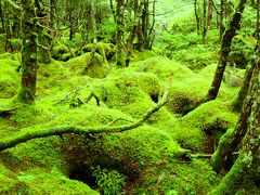 ☆まるでジブリ！北八ヶ岳の苔の森☆