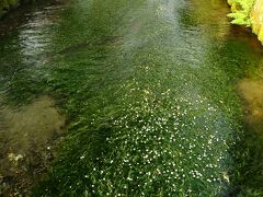 梅花藻とハリヨが同居する中山道 - 醒井