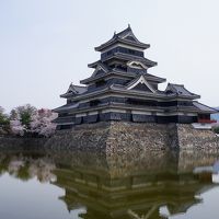 松本城の桜