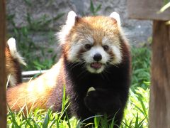 初秋のレッサーパンダ紀行【４】 安佐動物公園　女の子だったの！？可愛らしいキクマル“兄弟（笑）” ＆ こちらも可愛い生後１か月のクロサイの女の子