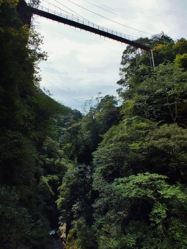 以前投稿した旅行記で四国一高い歩道吊橋が高知県いの町の中追渓谷にある旨、触れたが、そこは昭和46年、中追渓谷観光社によって「有料観光地」となり、温泉や各種レジャー施設が建設され、「新高知みどころ十景」にも選出される等し、昭和50年代までは人気を博した。<br /><br />渓谷は日本一の水質、仁淀川の支流・勝賀瀬川と、そのまた支流・郷谷川との出合付近に形成されており、特に出合の勝賀瀬川下流側は両岸が断崖絶壁となっており、「翠嵐峡」と呼ばれている。<br />この断崖の最高所に「夢の吊橋」という人道吊橋が架かっているが、水面からの高さが100mもあり、「四国一高い歩道吊橋」と称された。<br /><br />その吊橋下の川幅は狭まり、岩を食む激流が轟音を轟かせているが、そのすぐ真上を遊歩道である底板のない金網橋が渡されていた。錆び付いている金網は心もとないが、スリル満点の「激流上歩き」が楽しめた。<br /><br />出合にはかつてゴンドラも渡されていた他、園内には香南市野市町の三宝山レジャーランドにあったような回転する乗り物や、「速くない」ジェットコースター的乗り物、猿や猪の飼育場やフィールド・アスレチックのあった「冒険の森」、ポニー乗馬、釣り堀、天然プール、郷土資料館、温泉、武道館、研修施設、そうめん流し、茶室、バンガロー等があり、高知県屈指のレジャー観光地だった。<br /><br />園内には遊歩道が縦横無尽に走っており、勝賀瀬川や支流の土居谷川、郷谷川、明神川には吊橋や簡易橋を含むいくつもの橋が架けられ、主要橋や施設の下にも遊歩道が通っていた。古民家の中の廊下に土足で上がって抜けるコースもあり、変化に富んでいた。<br /><br />レストランで出される川魚や山菜料理も美味しかったが、中でも「中追こんにゃく」は食感が餅のようで、味付けさえ変えればスイーツにも成り得る絶品だった。<br /><br />しかし残念ながら10年以上前、中追渓谷観光社は廃業したという。近年、跡地は老人ホームに売却され、主要な建物のみ改装して使用されているが、他の施設はヤブに覆われた廃墟と化し、遊歩道の各橋も朽ち果て、全コースの3分の2ほどが立入禁止となっている。その中には夢の吊橋も含まれている。<br /><br />一応、渓谷の探勝は17時まで許されており、入口から東の郷谷川と明神川、無名の沢との出合までは遊歩道を辿ることができ、無名の沢には「清浄の滝」が架かっている。明神川の「明神の滝」は、どれが滝なのか今一つ分からない。<br /><br />私はかつての新館跡まで進んだ後、南に階段を上がってレジャー広場跡に出た後、夢の吊橋に続く車道に上がり、東進して清浄の滝から明神川との出合手前に架かる橋を渡り、水仙荘から明神川の岩場を簡易階段で上り、明神の滝を探った後、稲荷神社前から老人ホームとして使用されている建物近辺の橋の下の遊歩道を探索し、駐車場へと引き返した。<br /><br />その後、中追渓谷南西の川、三ツ内谷川(三ツ淵谷)沿いに移動し、地形図に滝マークが記載されている「だんだんの滝」を探訪しようと思ったが、滝に至る道の路盤が途中で崩落しており、断念した。